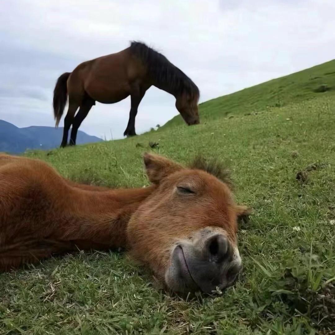 .只蛛.