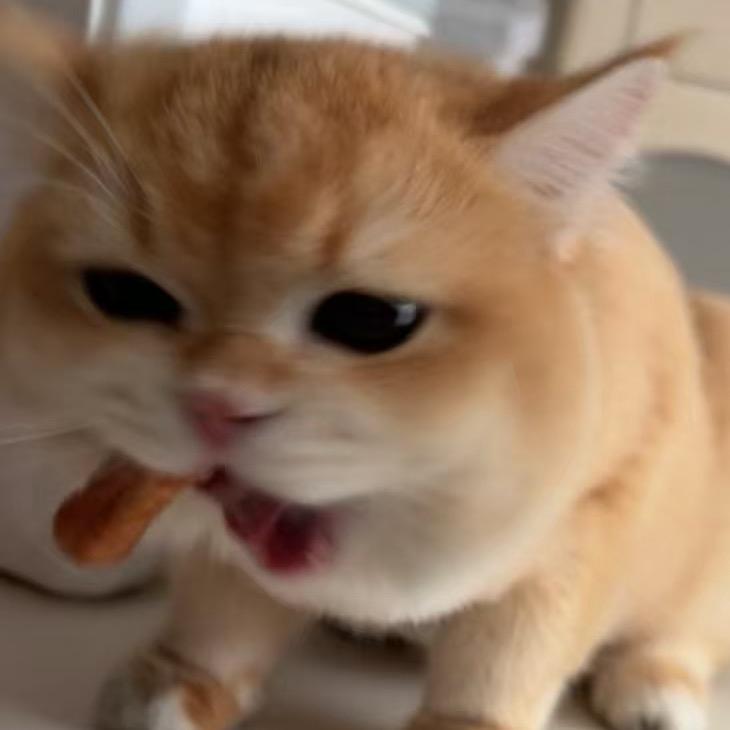 快乐泞禾家🐱🐶