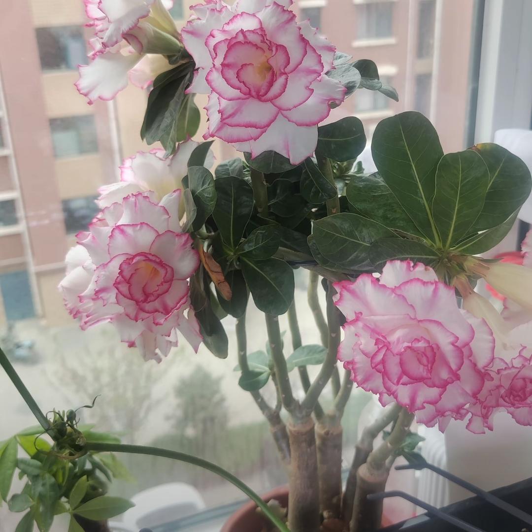 加油👊⸝⸃⸃