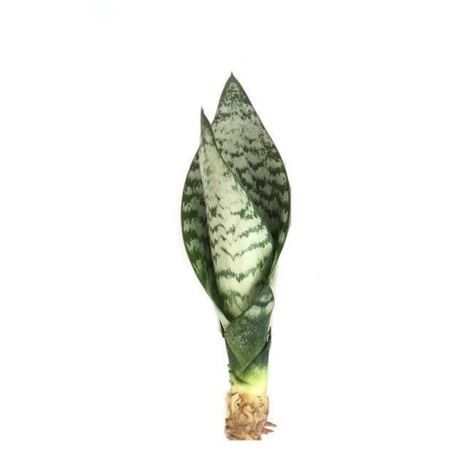 大太阳