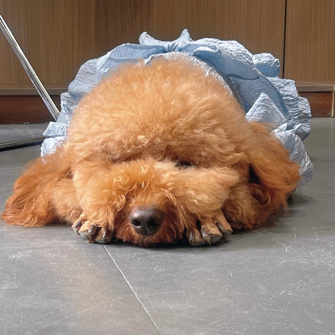 小小家童品🌼