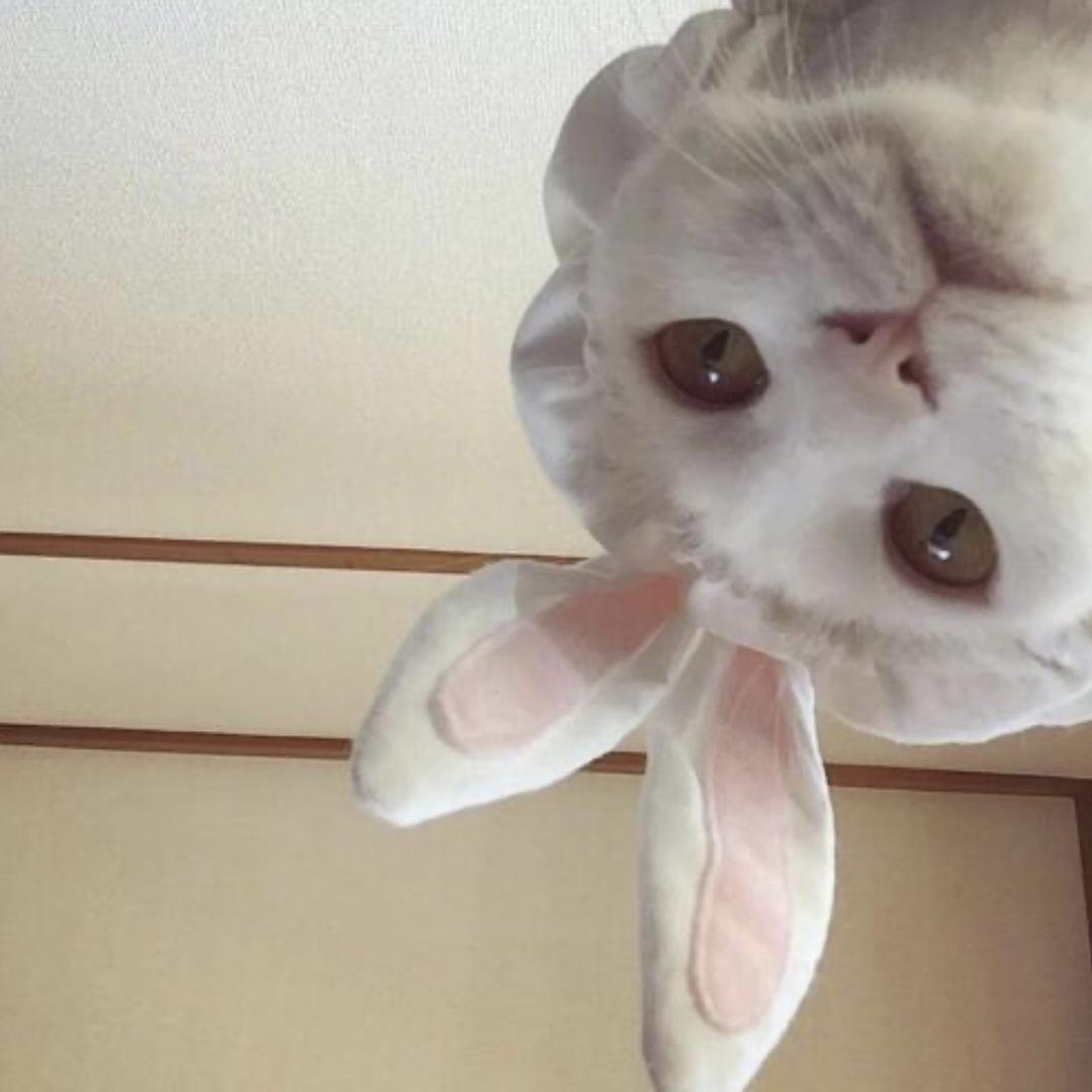哈基咪咪咪呀