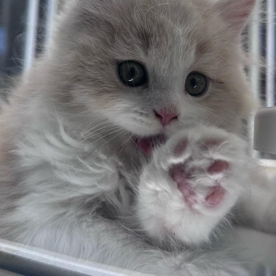 戈惗