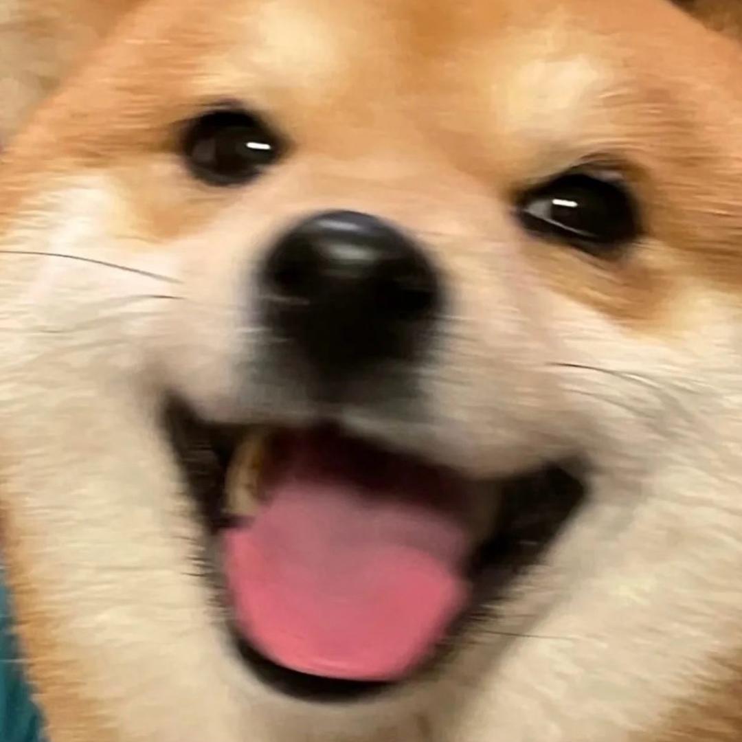 向往柴犬舍🐾