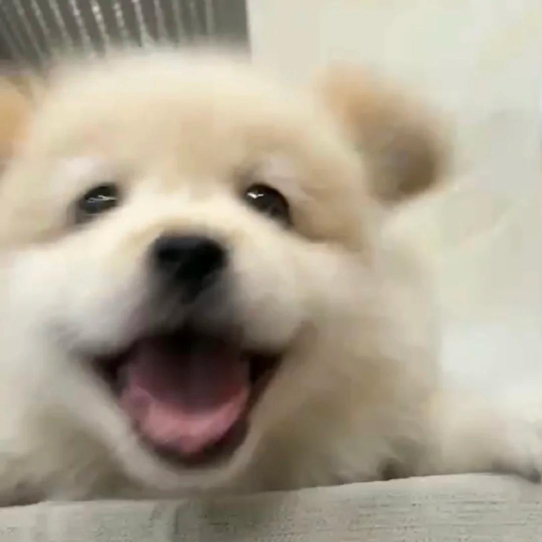 AD盖无敌
