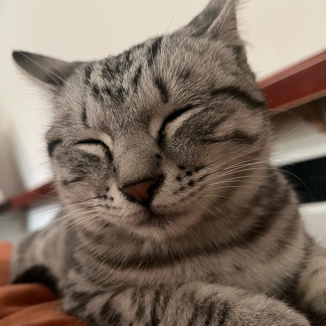 猫了咪