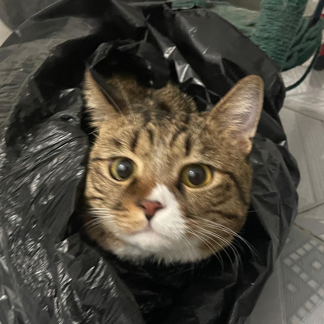 端午是只广东喵