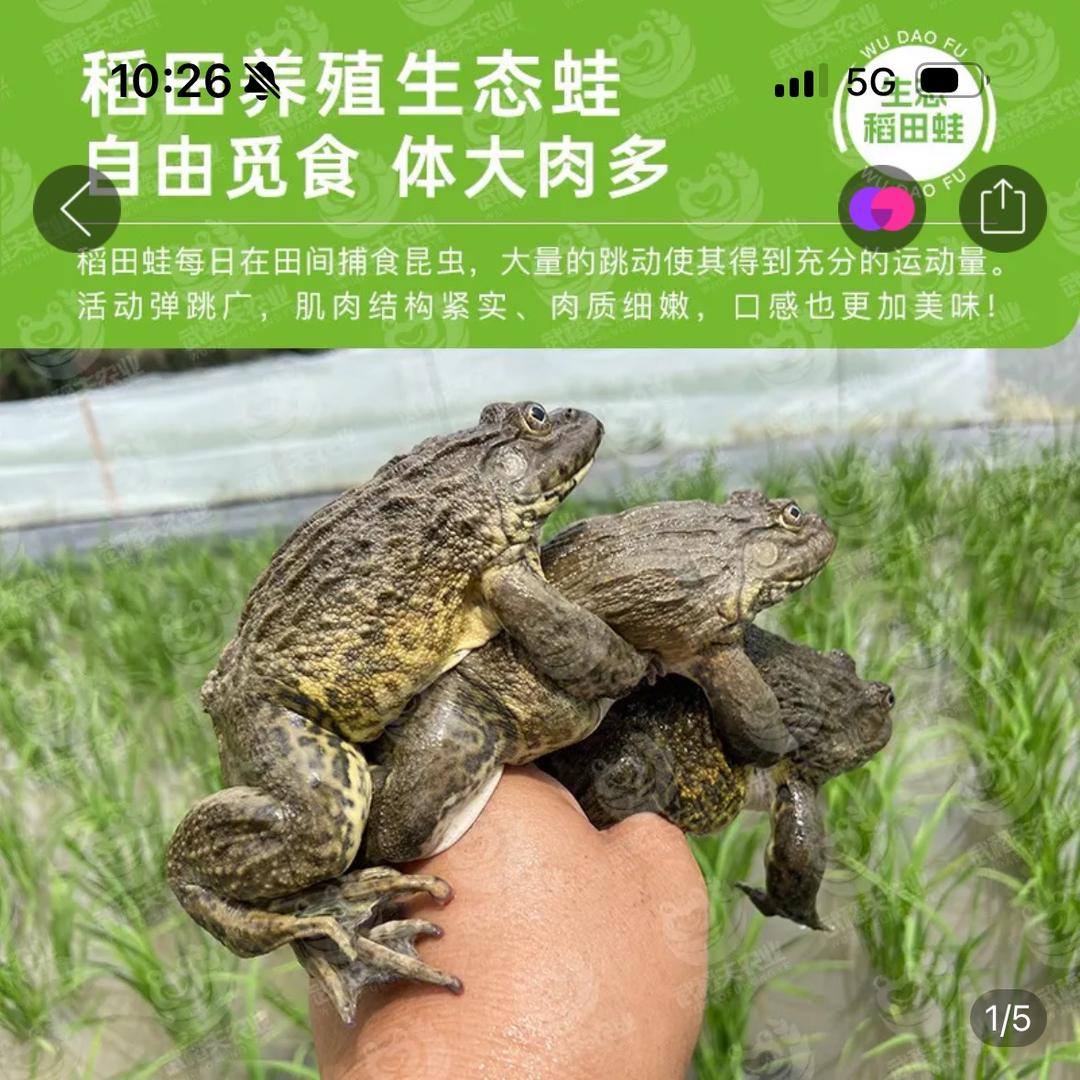 田鸡养殖人