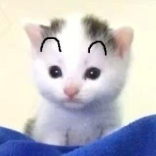 重生之黄油面包狗