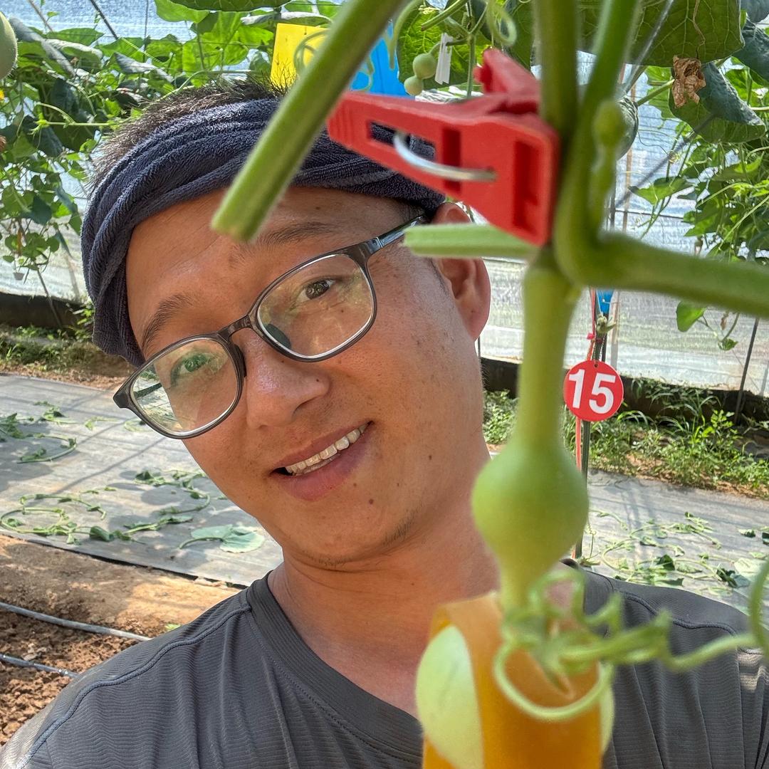 山西铁皮大葫芦种植【磊子】