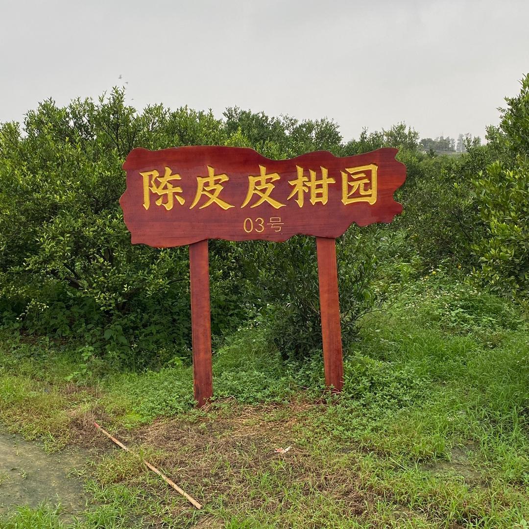 新会陈皮（自然农法）