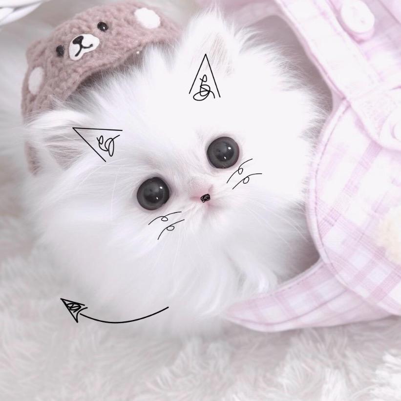 黛