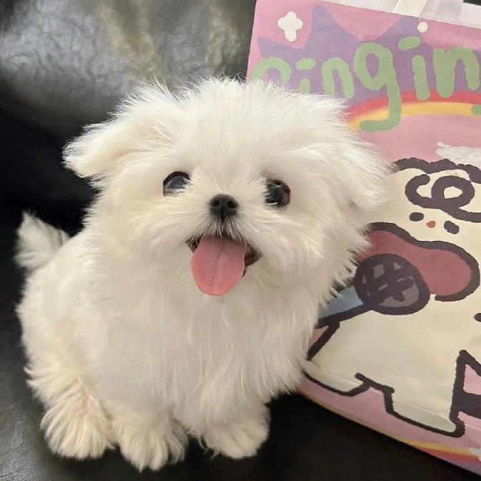 -吃不完的糖🍬