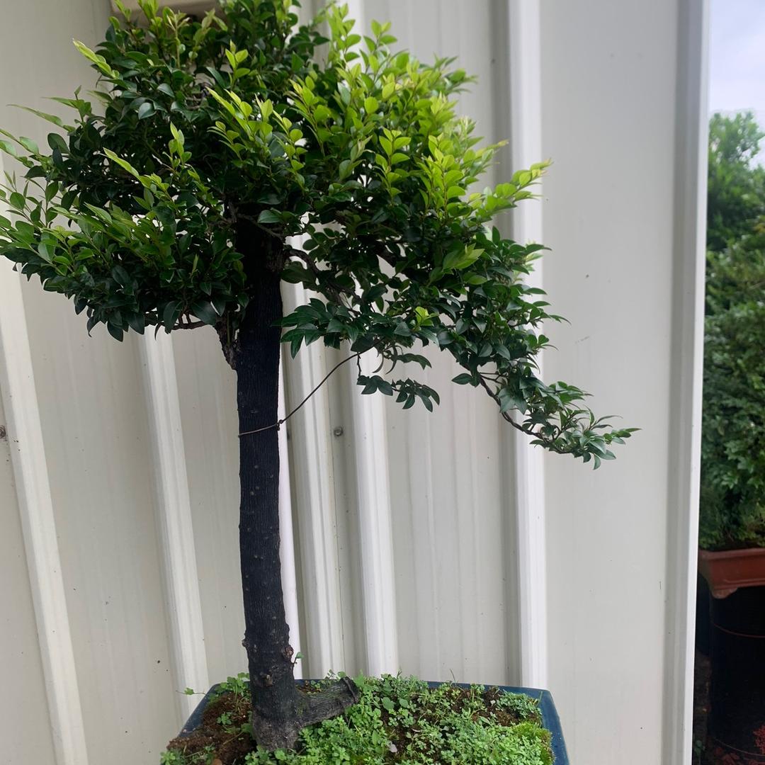 园来是你(盆景)