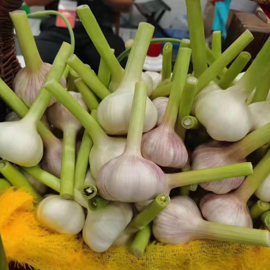 巨野茂瑞大蒜，辣椒
