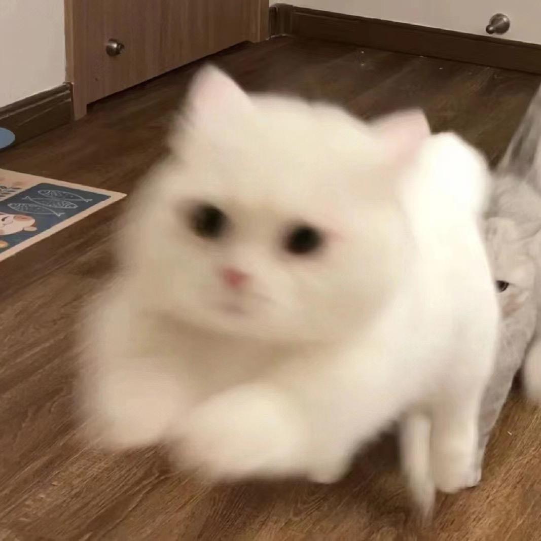 猪宝贝🐷