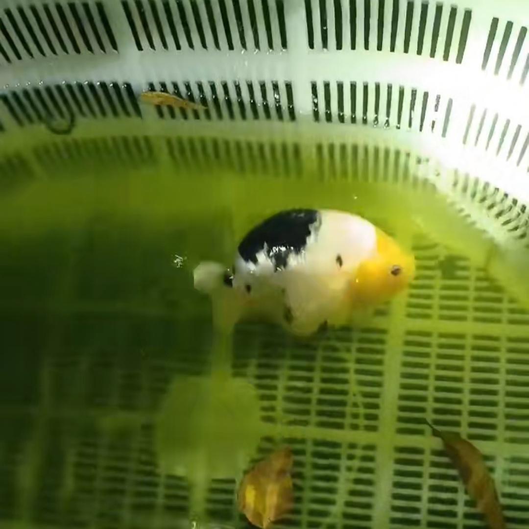 小梳子兰寿解压馆