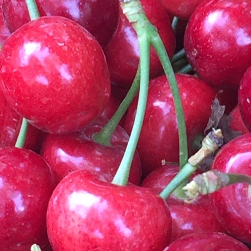 野狐坡顺风花馍