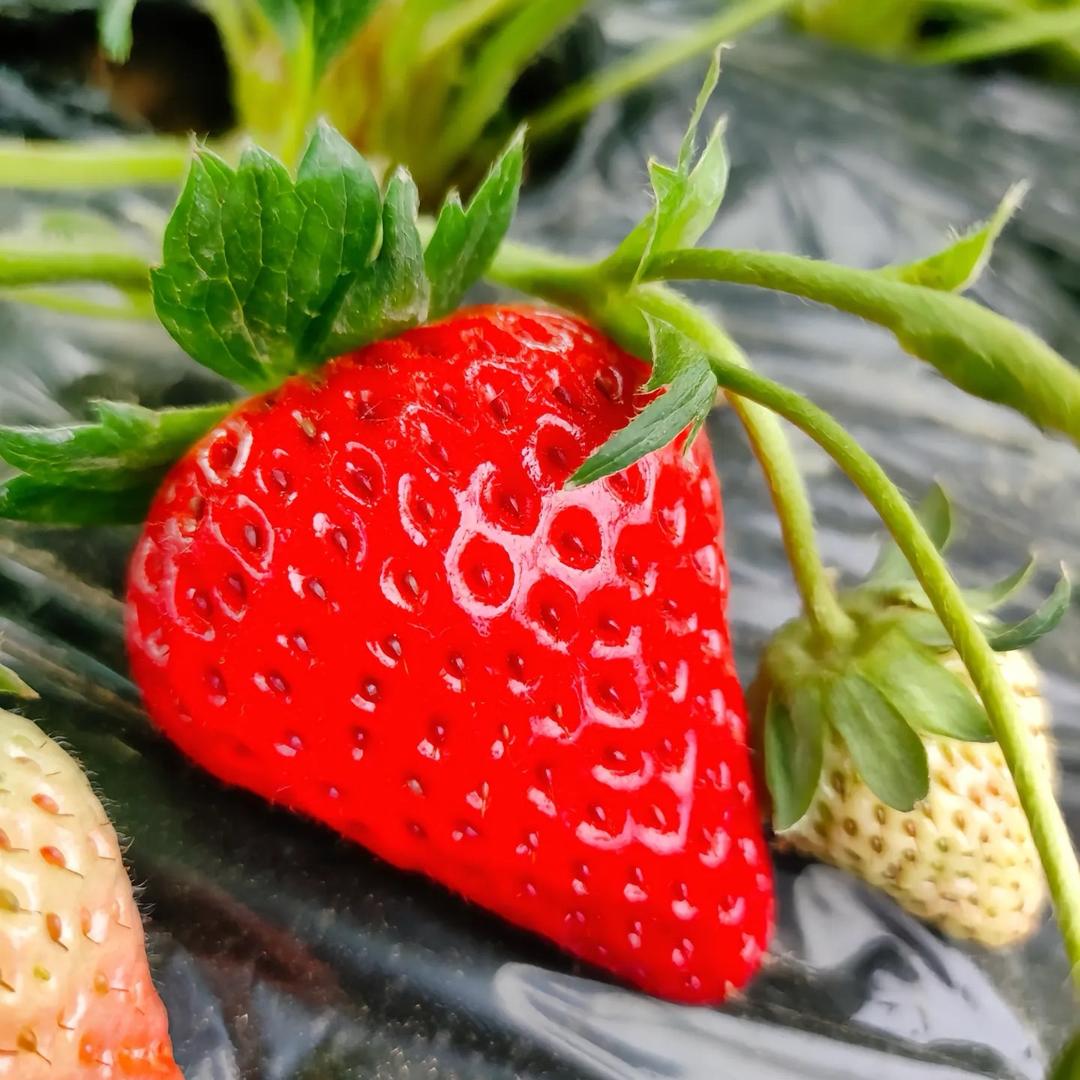 吾家水果三百亩