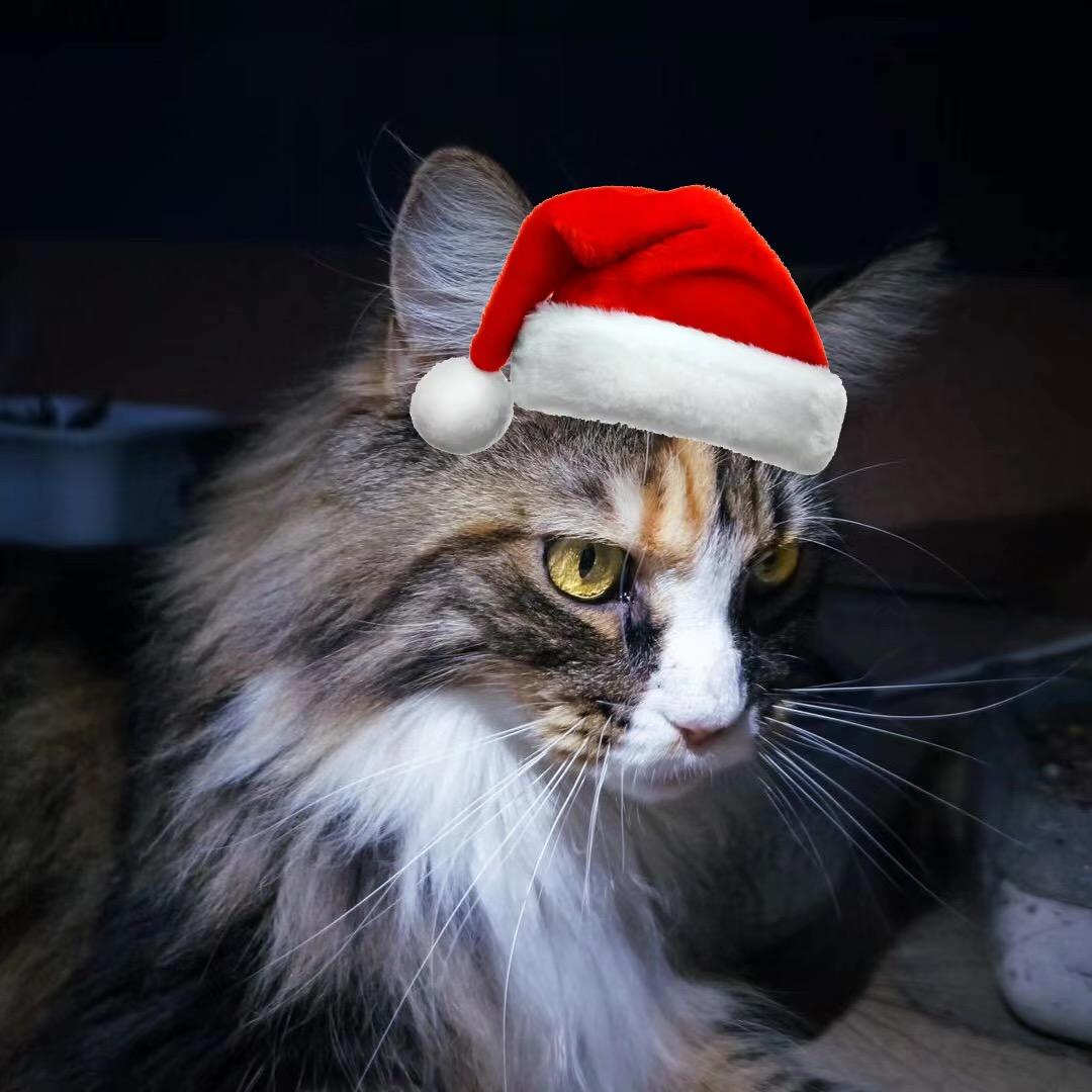 𝙇𝙪𝙘𝙖𝙨 𝙇𝙚𝙚