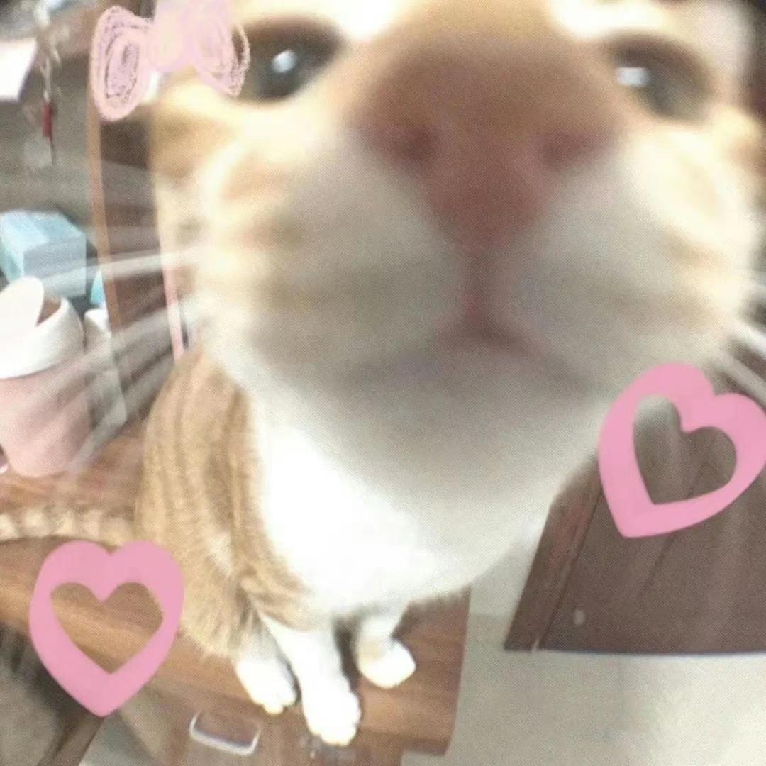 卷卷心菜