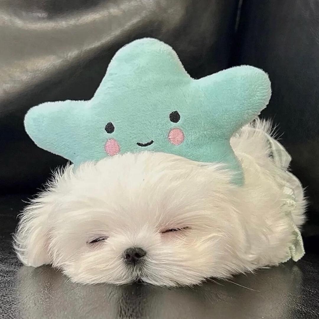 木子🐾