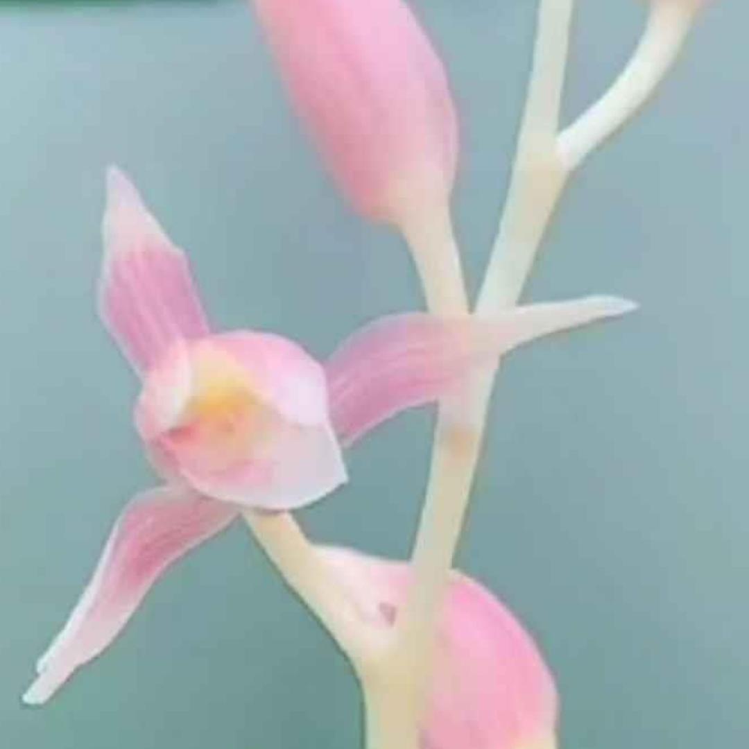 忆兰阁