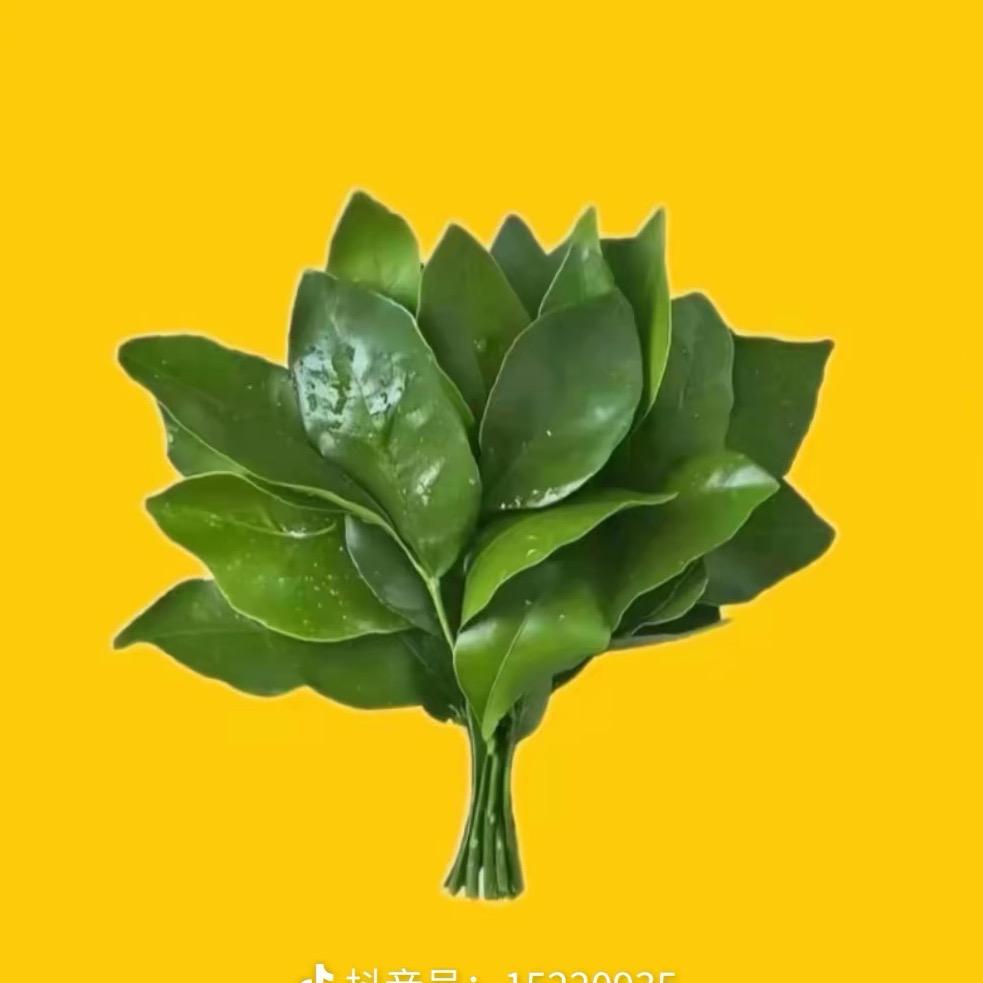 梦洁🥑