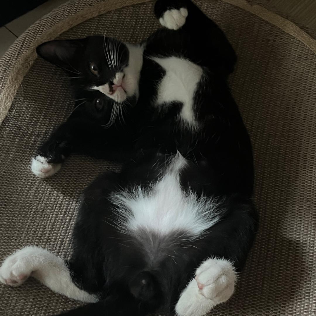 局长是只🐱