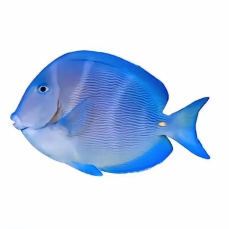 fish