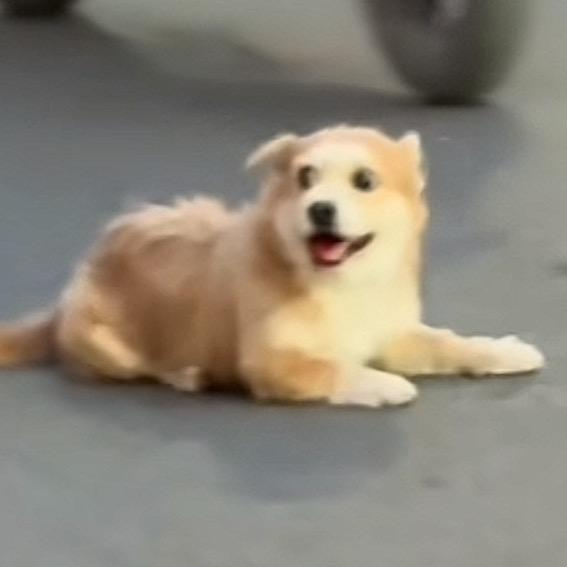 低等生物