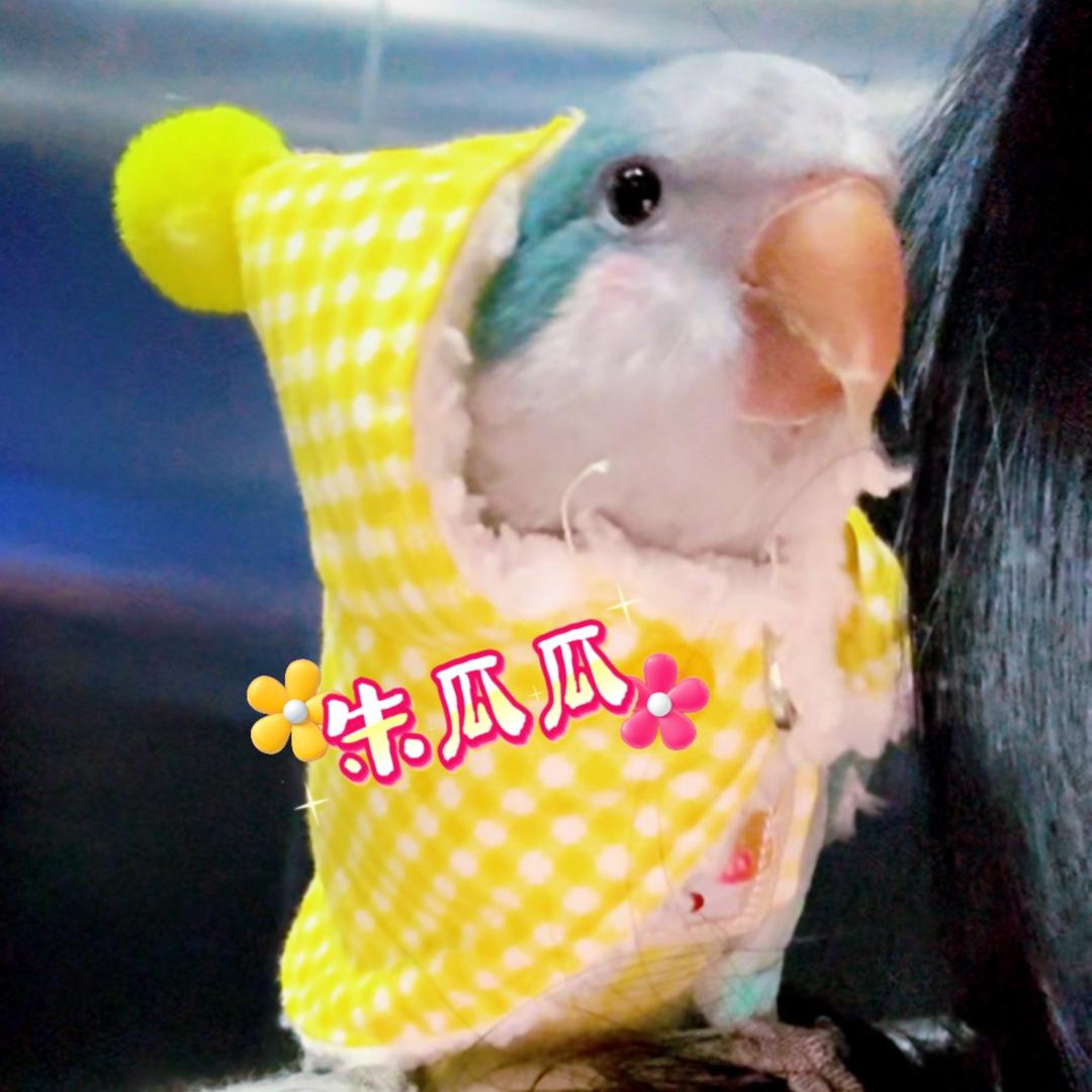 朱瓜瓜