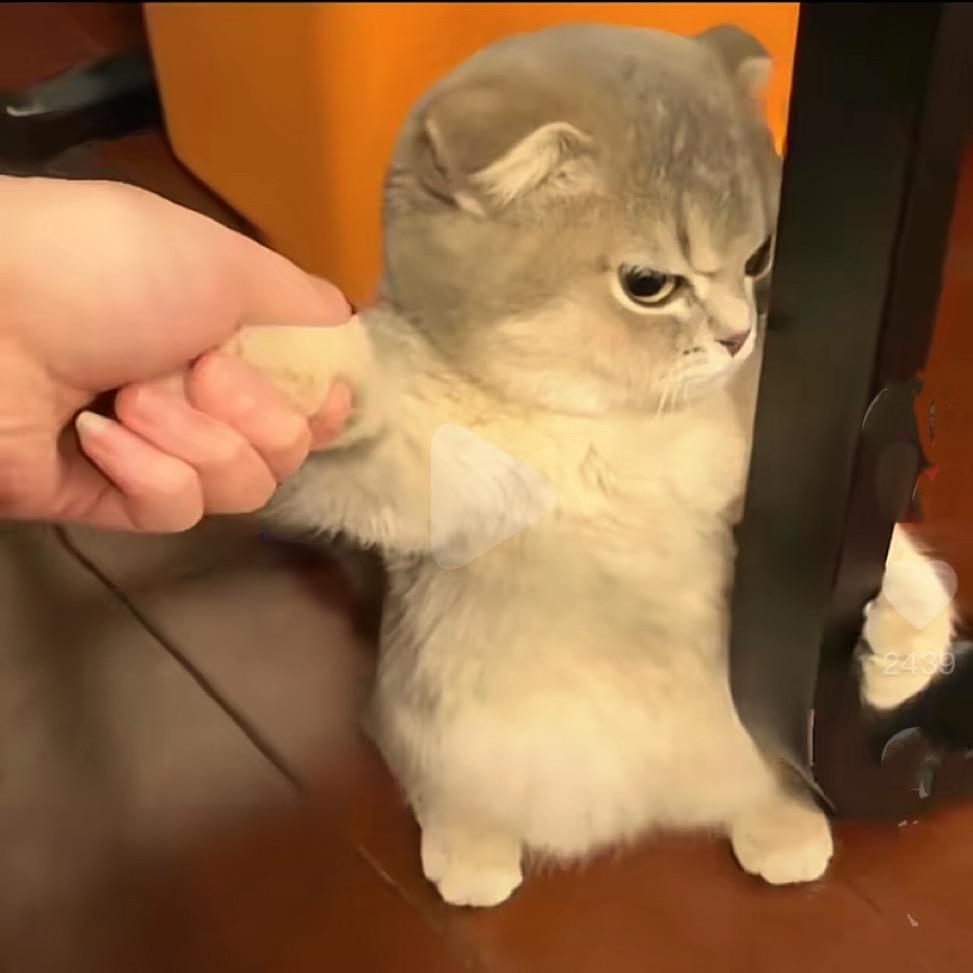 ᥫᩣ头像