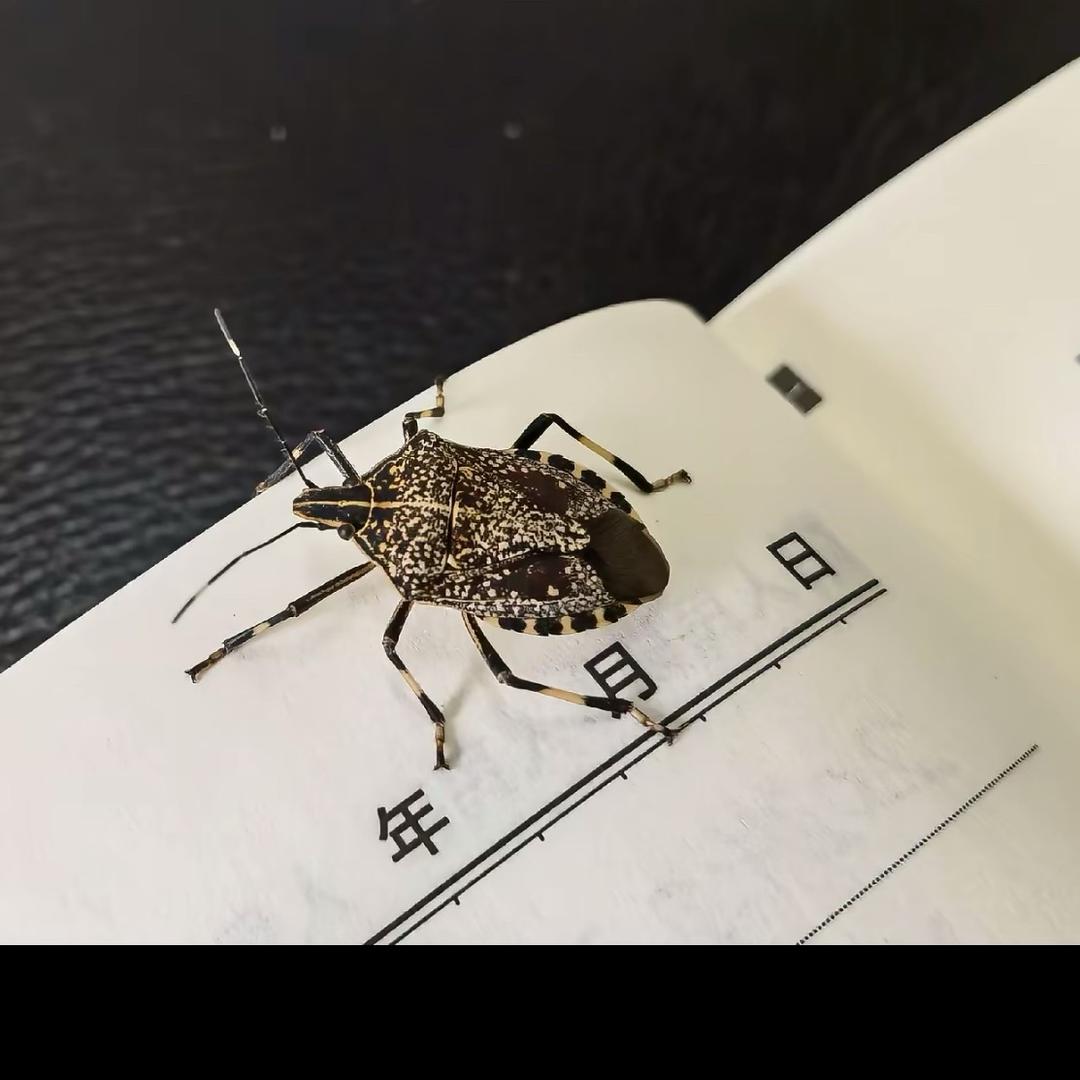 臭虫🐛