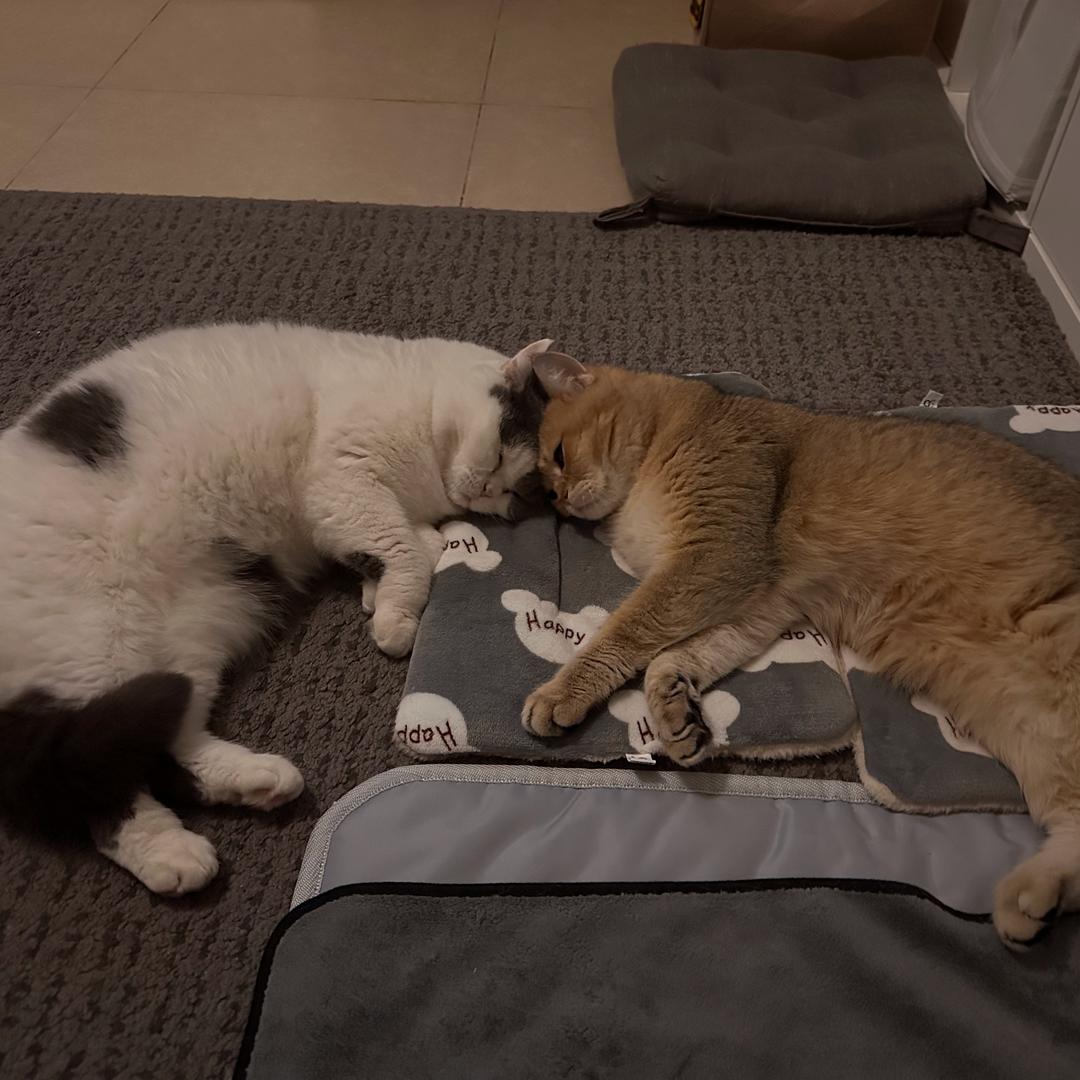 叉烧塞班是猫咪