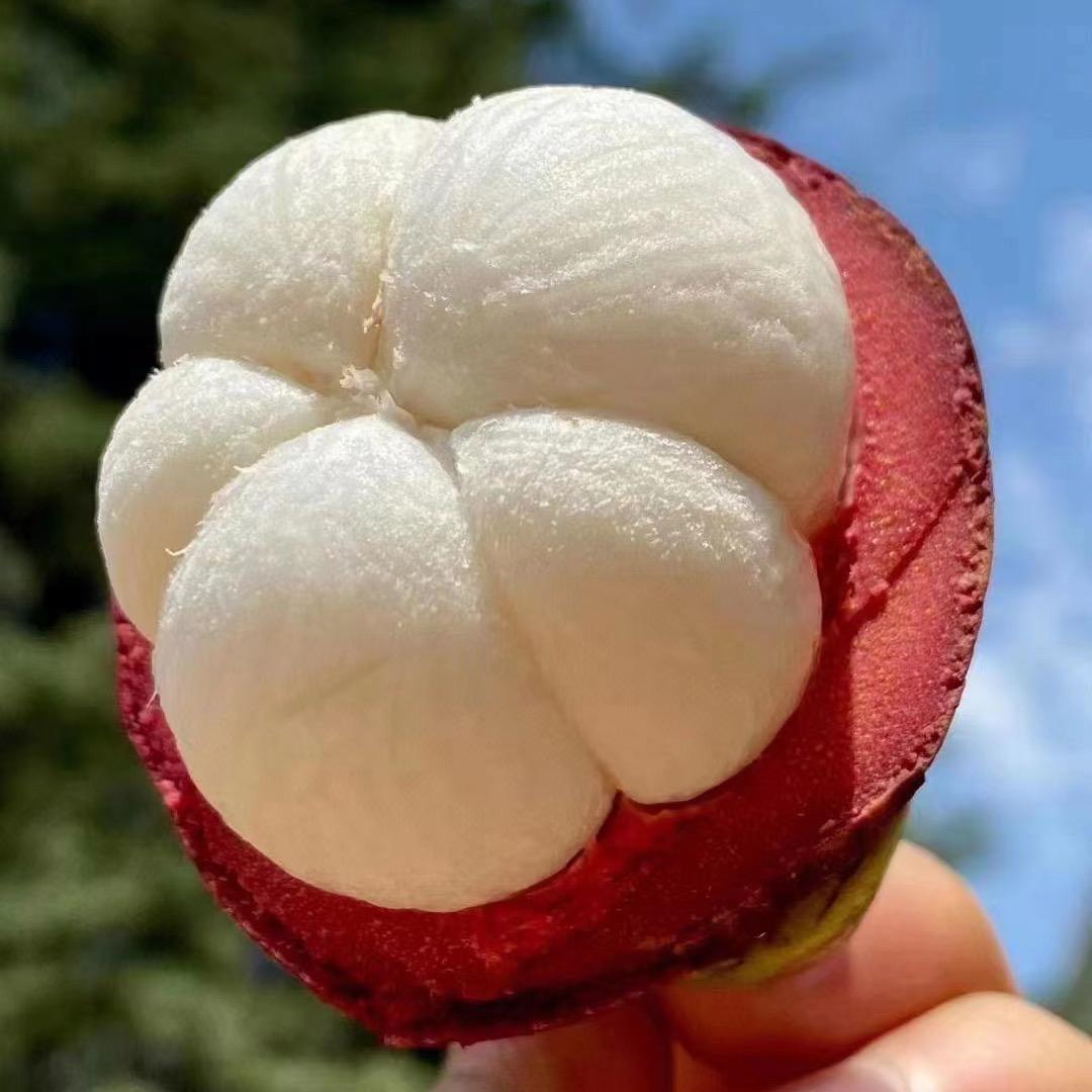 熊猫鲜果严选(山竹季)