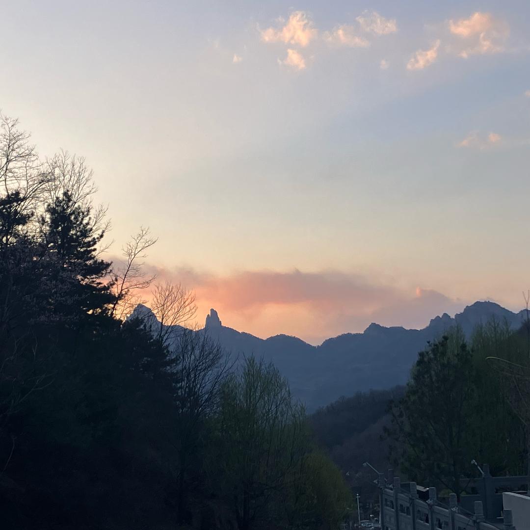 王式【专业花草】