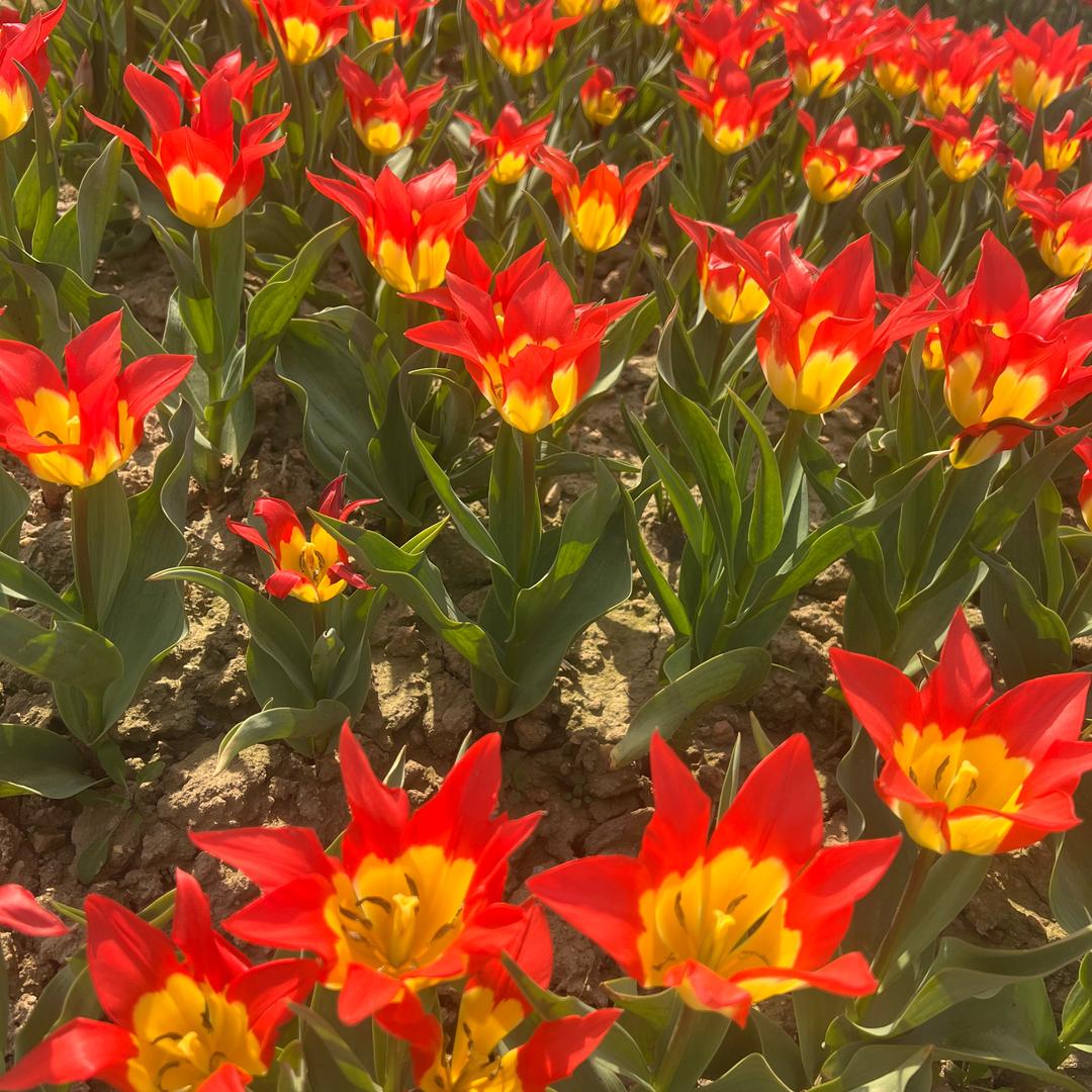 建筑木方模板批发