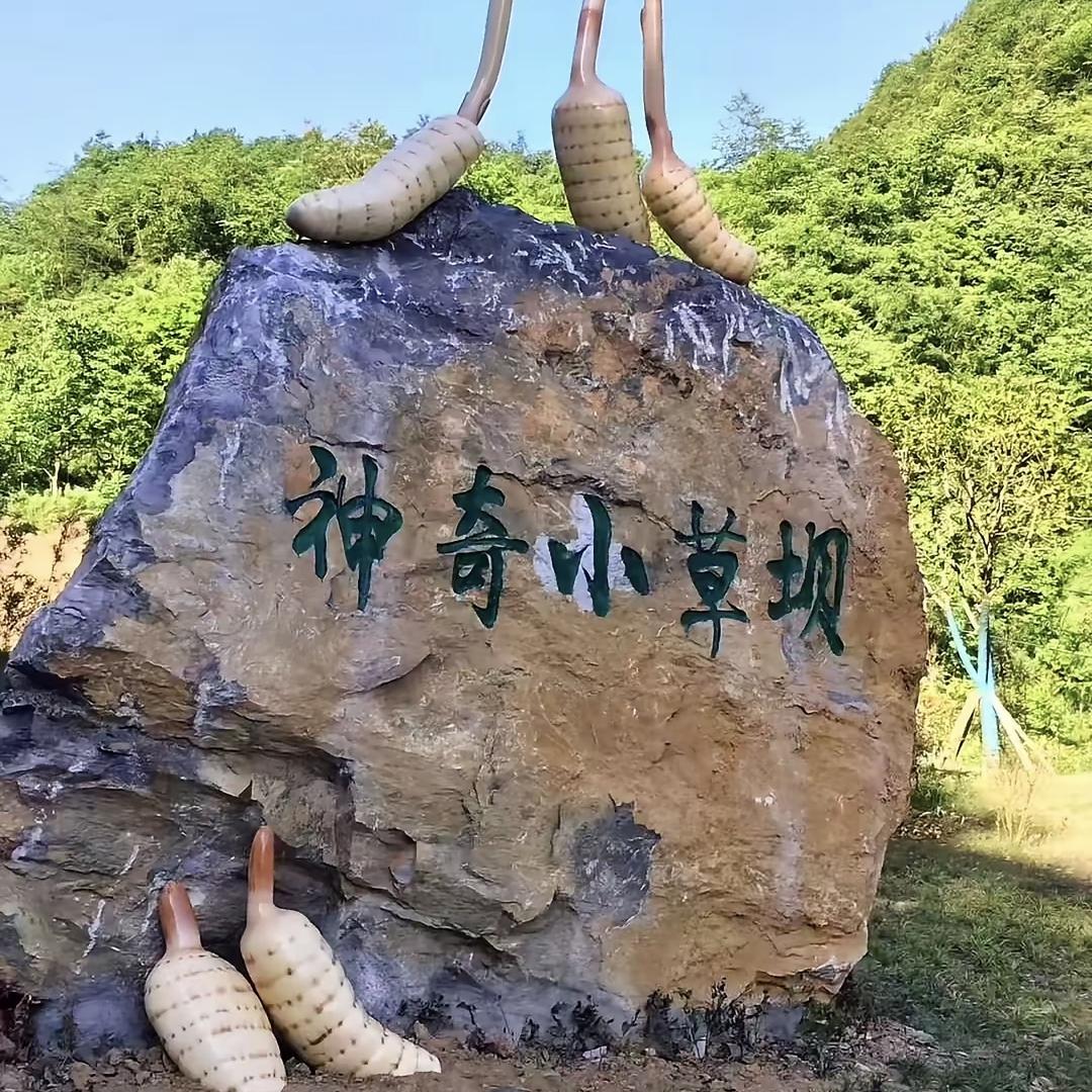 兼程小草坝天麻