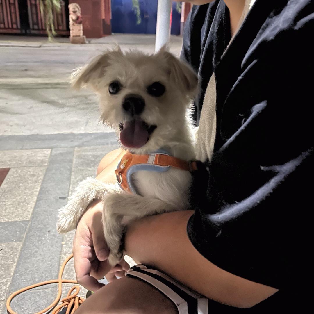 鱿鱼霸王龙