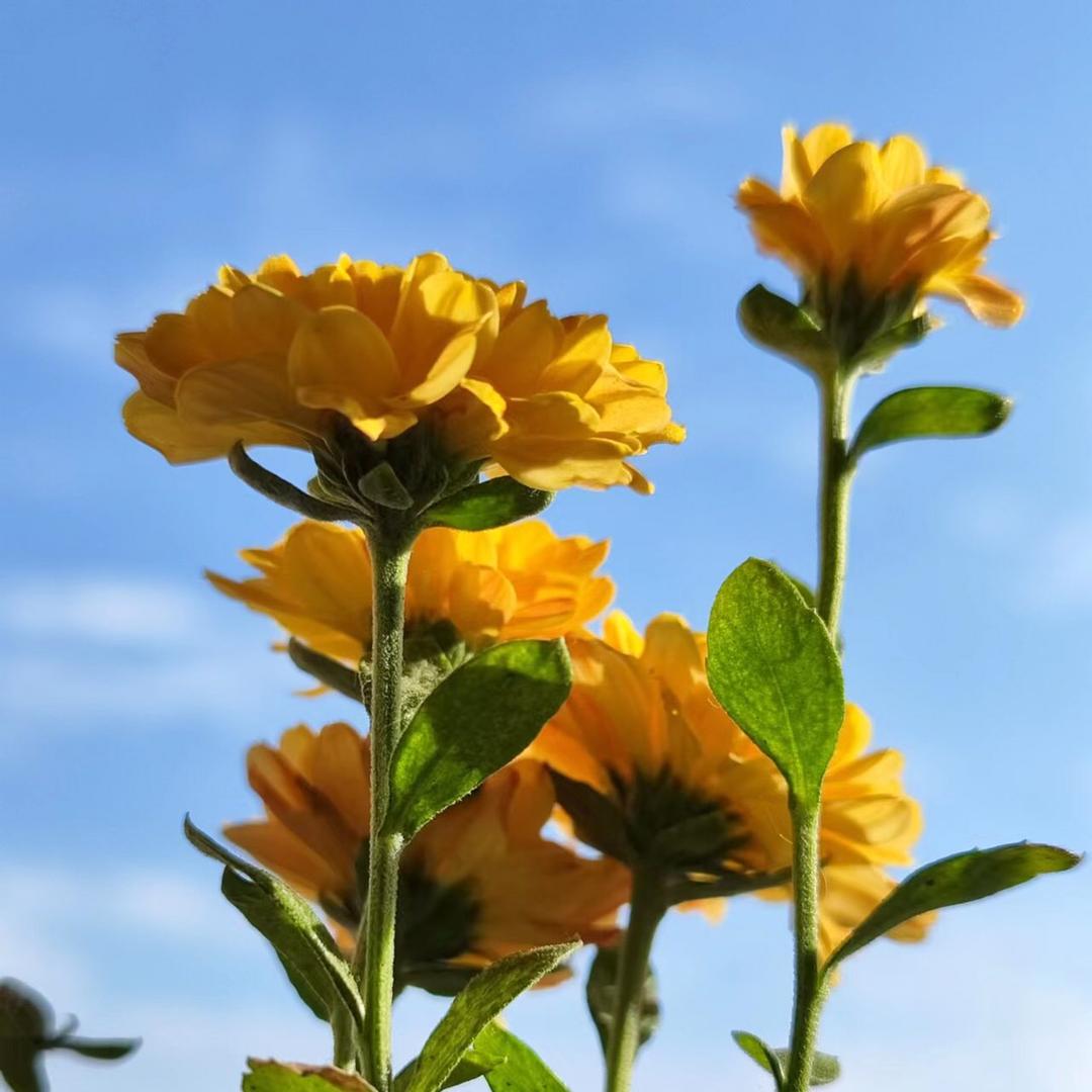 翠绿花苑