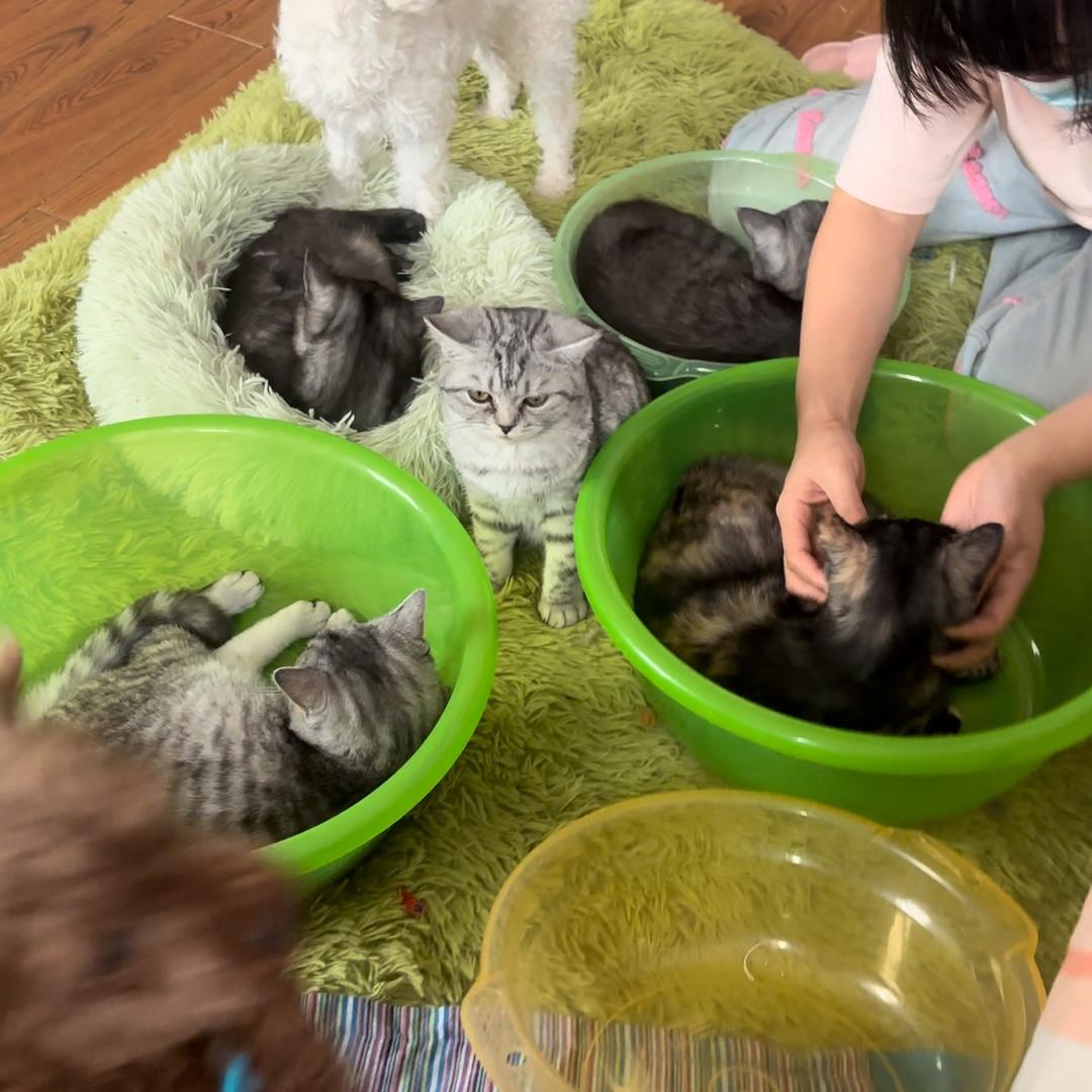 愿世间无流浪（88只流浪猫）