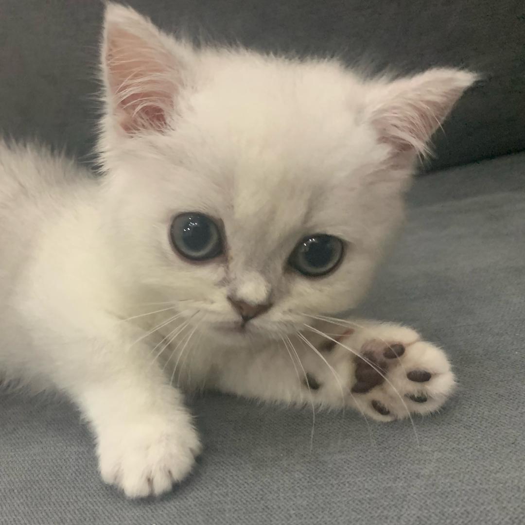 🐯🐯不吃饭