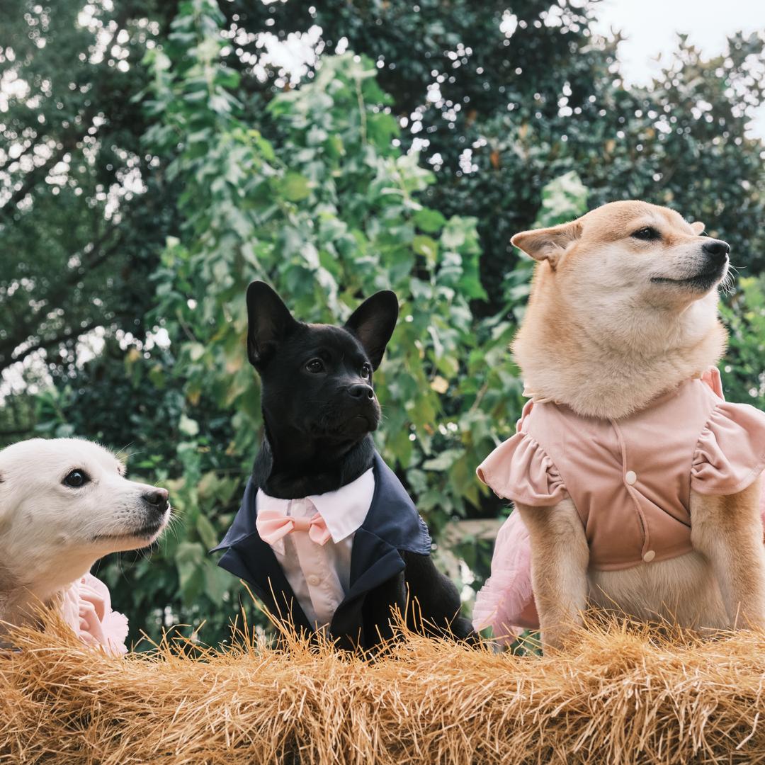 洋山芋多乐和黑皮