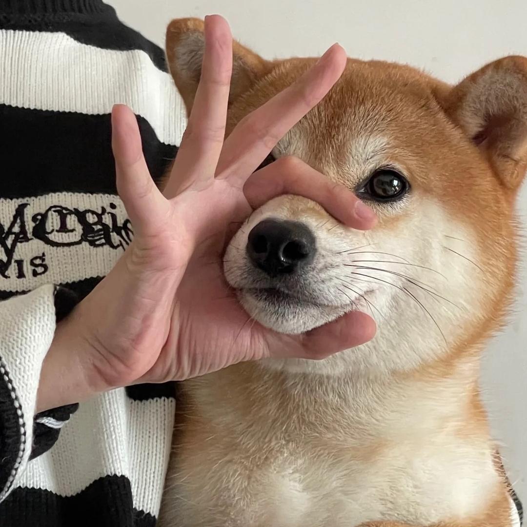 超爱美的小羊