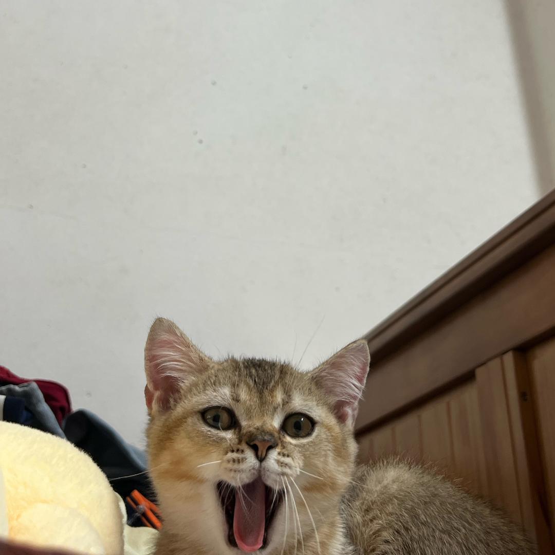 金豆豆是只猫🐱