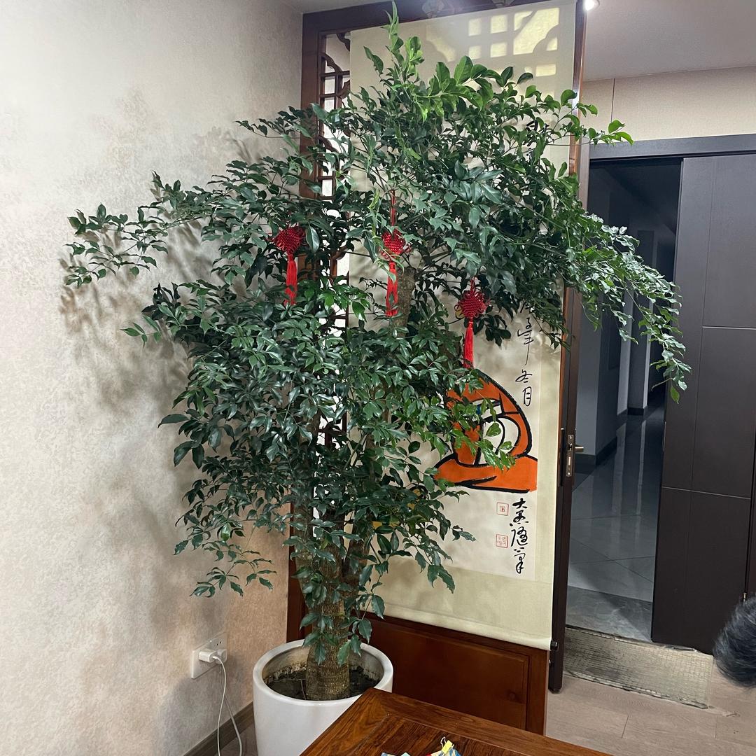 见水如意