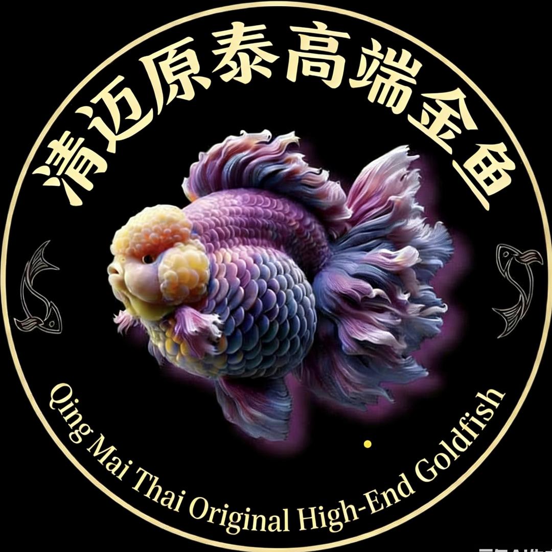 清迈原泰高端金鱼