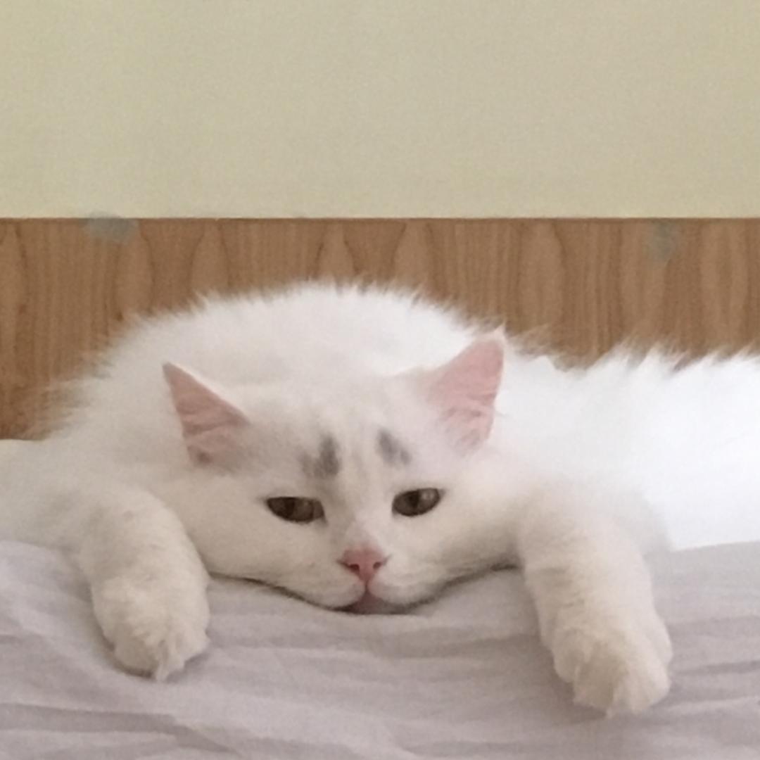 栗栗豚