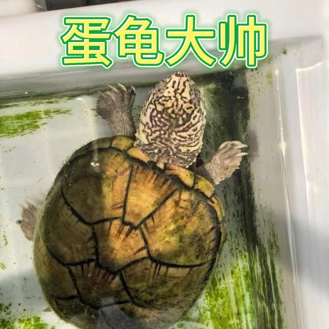 蛋龟大帅2